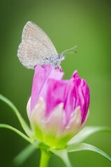 Close up of Common grass blue butterfly