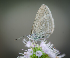 Close up of Common grass blue butterfly