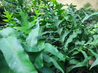 fern in the garden