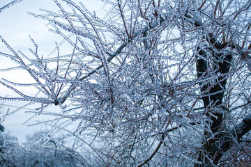 Frosty Spruce Branches.Outdoor frost scene winter background. Beautiful tree Icing in the world of plants and sunrise sky. Frosty , snowy, scenic