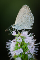 Close up of Common grass blue butterfly