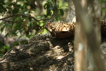 Sri Lankan Leopards in Wilpattu National Park, Sri Lanka 