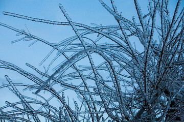 Frosty Spruce Branches.Outdoor frost scene winter background. Beautiful tree Icing in the world of plants and sunrise sky. Frosty , snowy, scenic
