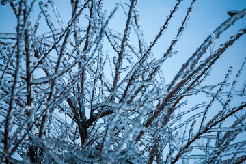 Icing in the world of branch with long green needles covered with a thin layer of ice on a winter day.