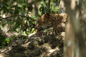 Sri Lankan Leopards in Wilpattu National Park, Sri Lanka 