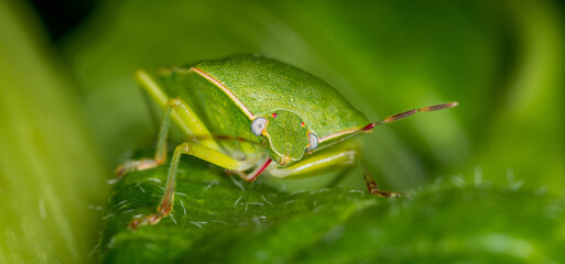 close up of stink bug or shield beetle