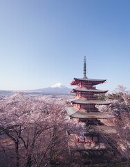 Mount Fuji and Chureito Pagoda in Spring