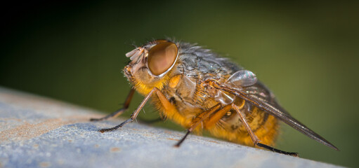close up of a blow fly against out of focus background