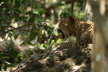 Sri Lankan Leopards in Wilpattu National Park, Sri Lanka 
