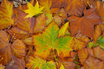 Autumn leaves of maple trees backdrop. Autumn fall leaves in sunlight. Autumn background. Autumnal fall background. Foliage, falling leaves background. Autumn leaf. Falling leaves background.