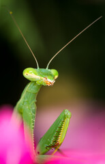 closeup of a praying mantis against out of focus background
