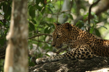 Sri Lankan Leopards in Wilpattu National Park, Sri Lanka 