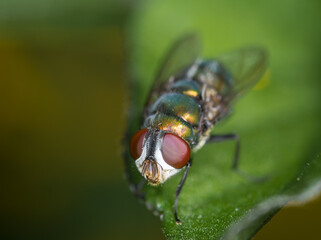 close up of a blow fly against out of focus background