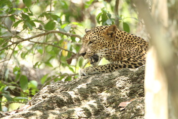 Sri Lankan Leopards in Wilpattu National Park, Sri Lanka 