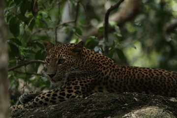 Sri Lankan Leopards in Wilpattu National Park, Sri Lanka 