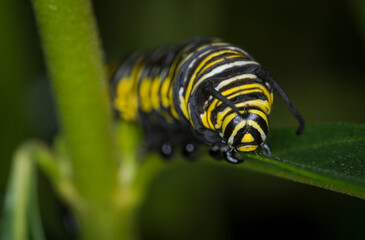 closeup of monarch caterpillar crawling along a leaf