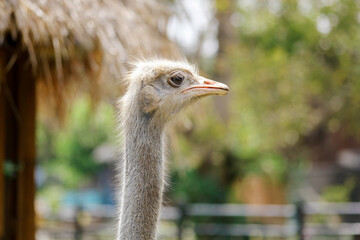 African Ostrich Head Close up on Ostrich Farm