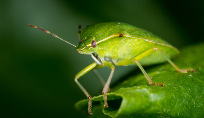 close up of stink bug or shield beetle