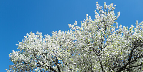 White cherry tree flower in spring. Blossoming tree brunch with white flowers on blue background. Spring flowers, blossom, white apple tree flowers. Blossoming tree brunch with white flowers on bokeh.