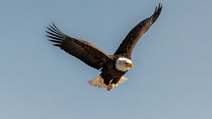 Naklejka premium american bald eagle