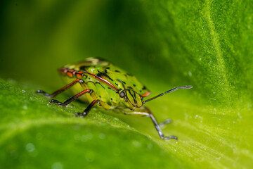 close up of stink bug or shield beetle