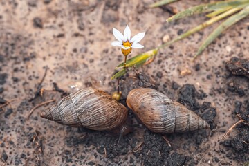 Two snails shells resting aside of a little white flower