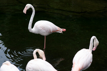 Group of Flamingos Walking on the Water at Zoo	
