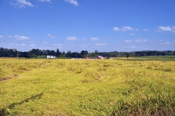 Fototapeta premium landscape with rice field and sky