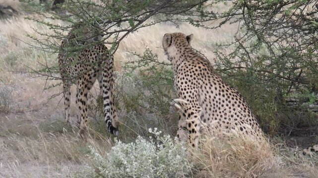 Two cheetahs at the savannah of the Kalahari Desert in Botswana
