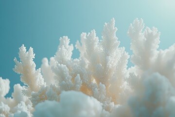 Fototapeta premium Bleached Coral Reef Underwater Perspective with Soft Lighting