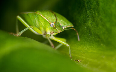 close up of stink bug or shield beetle