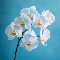 Fototapeta premium white orchid flower on blue background