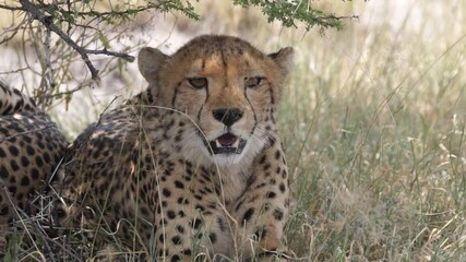 Close up from a cheetah under a bush at the savannah of the Kalahari Desert in Botswana