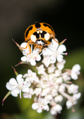close up of a ladybug against out of focus background