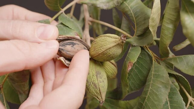 Hands carefully extracting the pecan nut from its cracked outer shell on the tree branch, displaying the seed with natural textures and leaf details in focus.