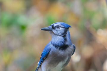 Close-up of Blue Jay (Cyanocitta cristata) looking at camera.