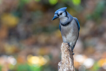 Blue Jay (Cyanocitta cristata) perched on branch in autumn