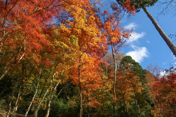 愛知県豊田市の紅葉名所、香嵐渓。椿。