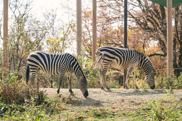 Zebras eating inside the Pittsburgh Zoo in Pennsylvania