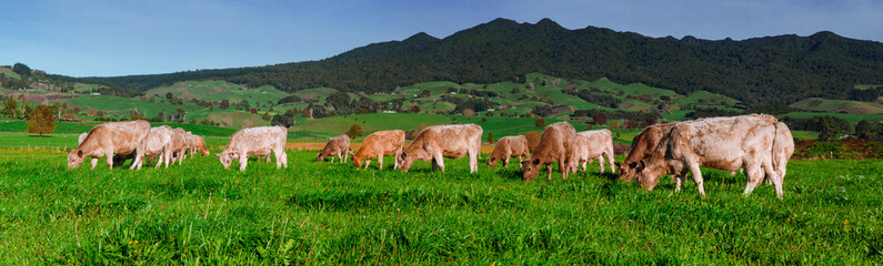 Naklejka premium herd of cattle grazing in lush green grass field