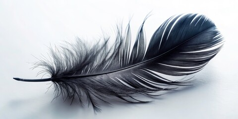 Fototapeta premium A Captivating Single Black Feather on Soft White Background - Elegant Minimalist Photography for Nature and Design Projects