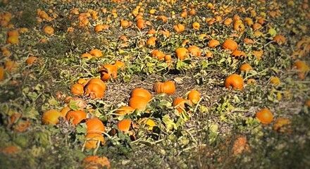 pumpkin patch field