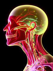 Illuminated 3D illustration of human head and neck anatomy showcasing intricate network of muscles, tendons, and ligaments in precise anatomical detail.