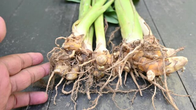 Raw Turmeric Root with plant. rhizomes fresh or boiled in water and dried, after which they are ground into yellow powder. Its used as a spice in food in many countries including India. Curcuma longa.