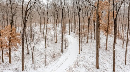 Obraz premium Serene Winter Landscape with Snow-Covered Trail Curving Through a Tranquil Forest of Leafless Trees and Golden Foliage Under a Soft Gray Sky