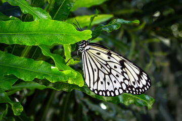 Delicate Monotone Butterfly on a Verdigris Color Plant