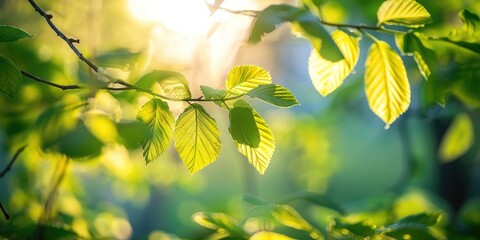 Obraz premium +Morning Sunlight Streaming Through Fresh Green Leaves in a Spring Park