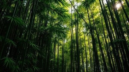 Lush and dense bamboo forest with sunlight filtering through the green leaves, tranquil, Asian culture