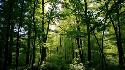 A scenic view of a lush forest with sunlight filtering through the leaves, creating a peaceful and serene atmosphere, forest, foliage