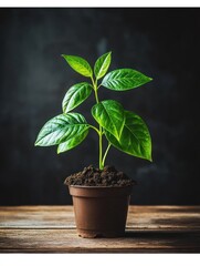 A small green plant in a brown pot on a wooden surface, symbolizing growth and nature.